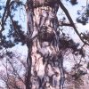 Austrian Pine #10 - Image 2
